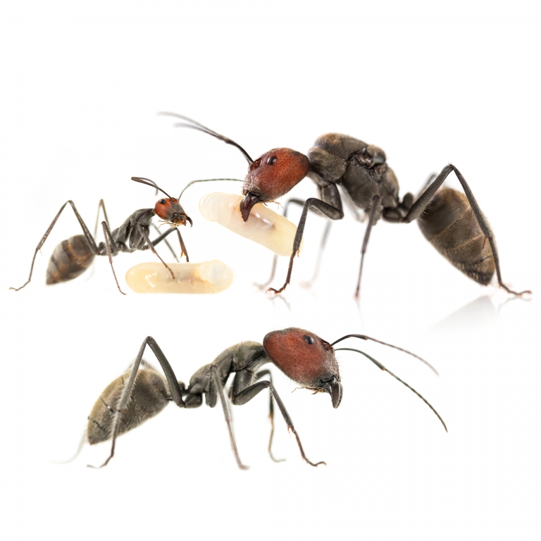 Camponotus singularis